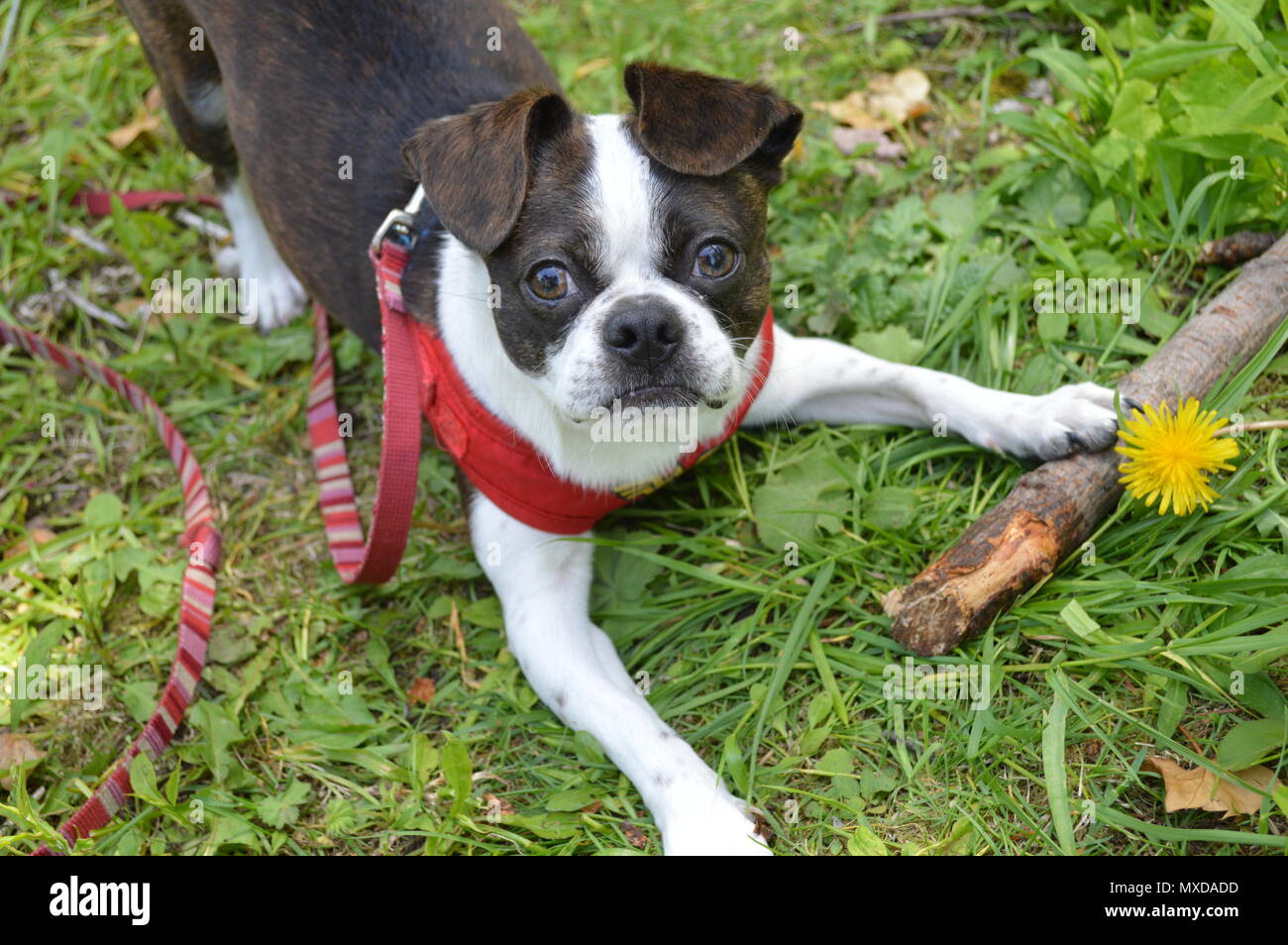 Boston Terrier Puppy jouer avec stick. Banque D'Images