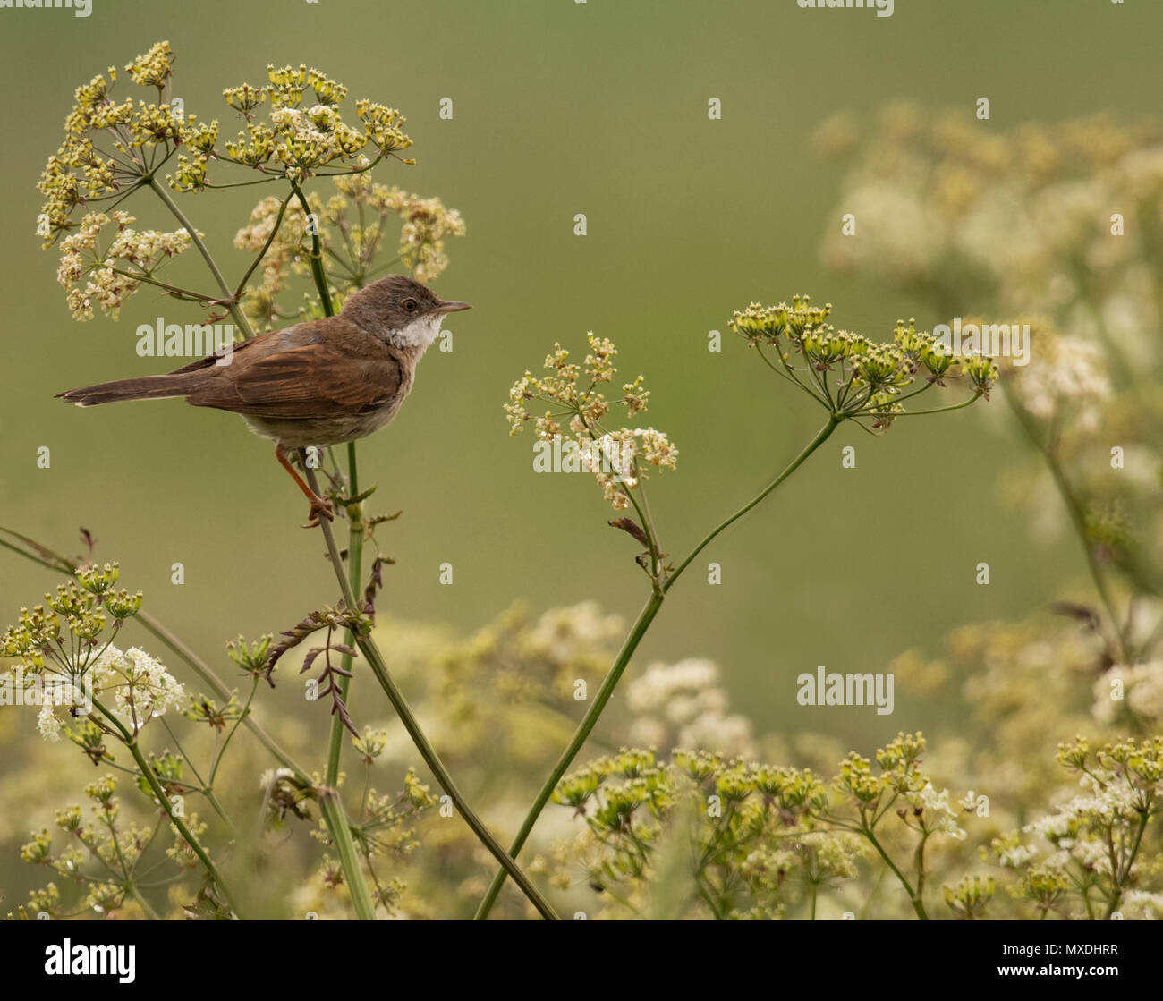 Un homme la Fauvette grisette (Sylvia communis) perché sur tige de cow parsley, Norfolk Banque D'Images