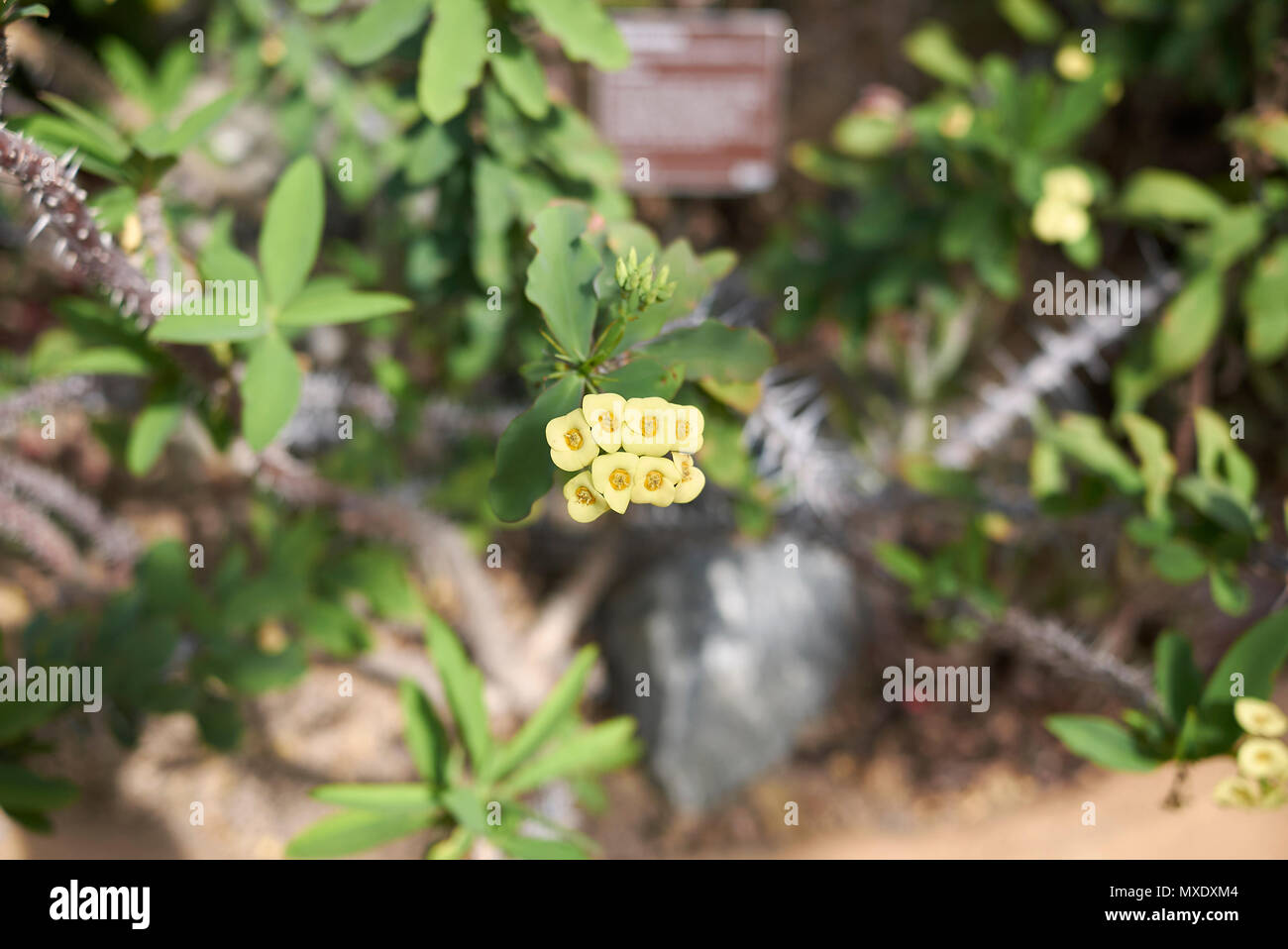 Euphorbia milii fleurs jaune Banque D'Images