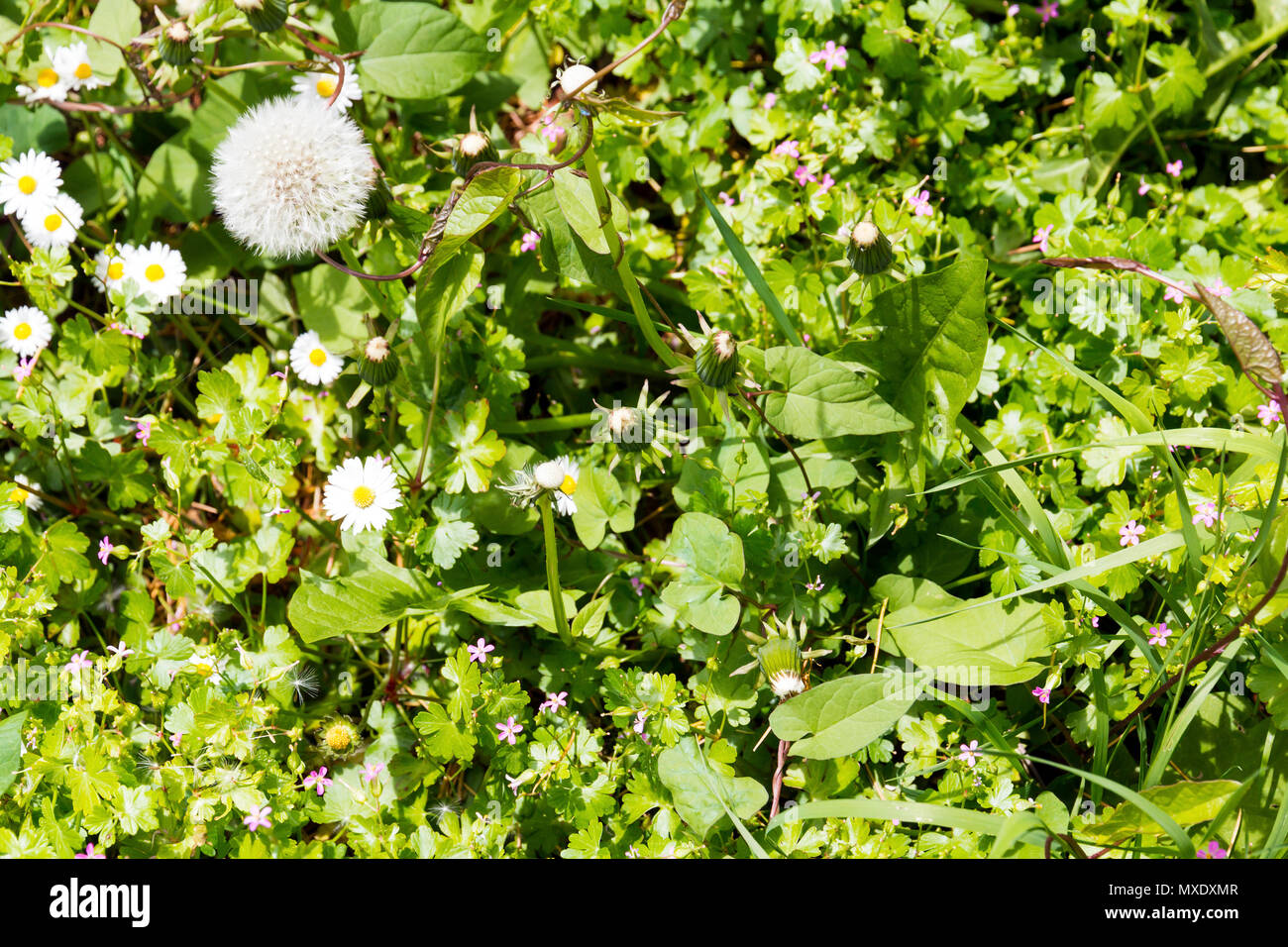 Envahis par les mauvaises herbes mélange de marguerites avec une perspective de frais généraux Banque D'Images