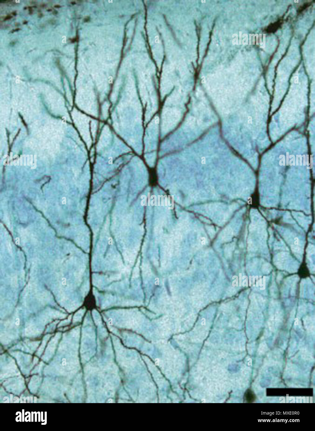 442 кл neurone. Беца Banque D'Images