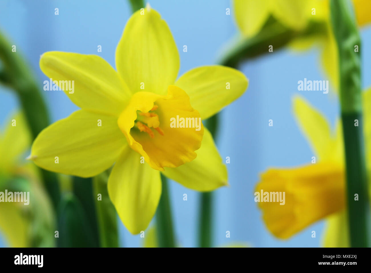 Fleurs jonquille sur fond bleu, gros plan Banque D'Images