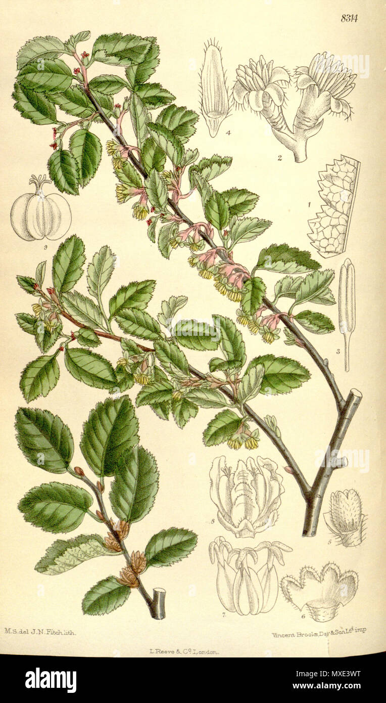 . Nothofagus antarctica var. uliginosa, Nothofagaceae . 1910. M.S. del., J.N.Fitch lith. Nothofagus antarctica uliginosa 450 136-8314 Banque D'Images