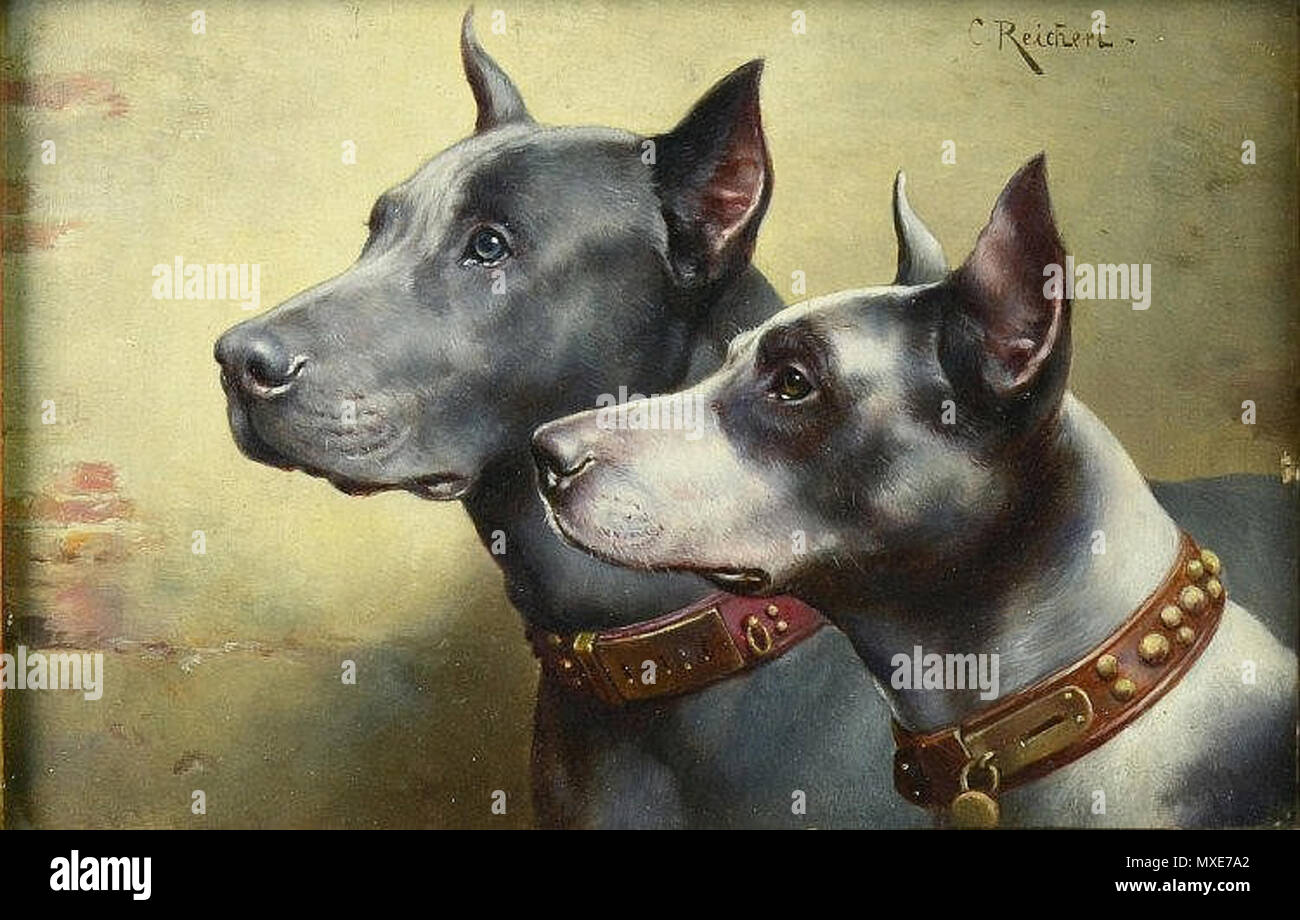 . Paire de Doggen (Great Danes) . en 1918. Karl Reichert (1836-1918) Noms alternatifs Karl Reichert, Pseudonyme : J. Hartung, R. Description Heinz, peintre de la peinture de paysage, peinture animale Date de naissance/Décès 27 Août 1836 5 avril 1918 Lieu de naissance/décès Graz vienne contrôle d'autorité : Q15791085 : 3263418 VIAF ISNI : 0000 0000 6674 5698 ULAN : 500011426 RCAC : n86846597 GND : 118599151 462 WorldCat Paar Doggen C Reichert Banque D'Images