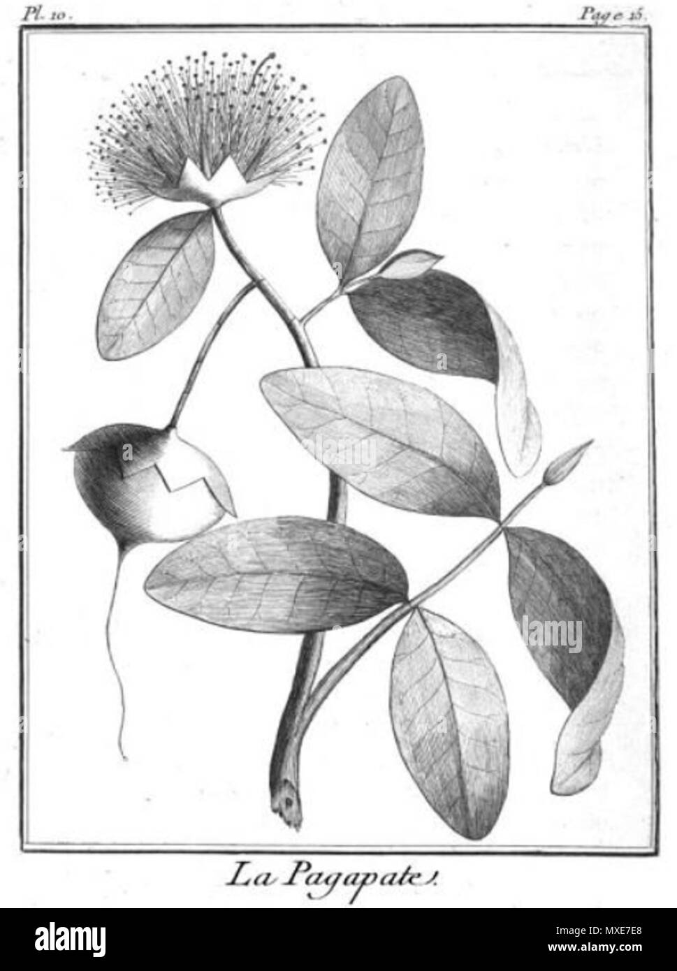 . Français : La pagapate, palétuvier Sonneratia caseolaris onu . 24 juin 2014, 14:28:38. Pierre Sonnerat (1748-1814) 463 Pagapate Sonnerat Banque D'Images