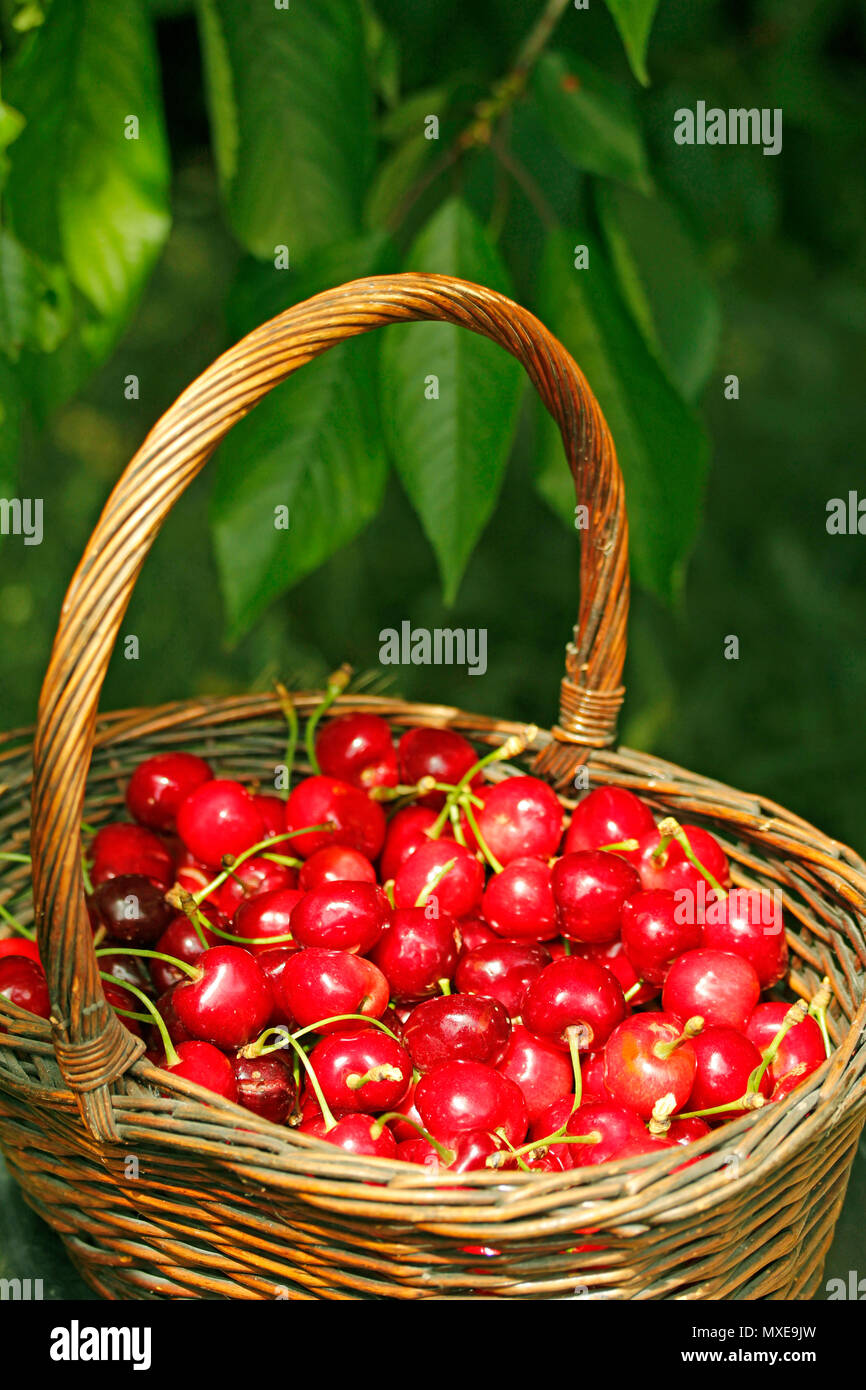 La cueillette des cerises. Banque D'Images