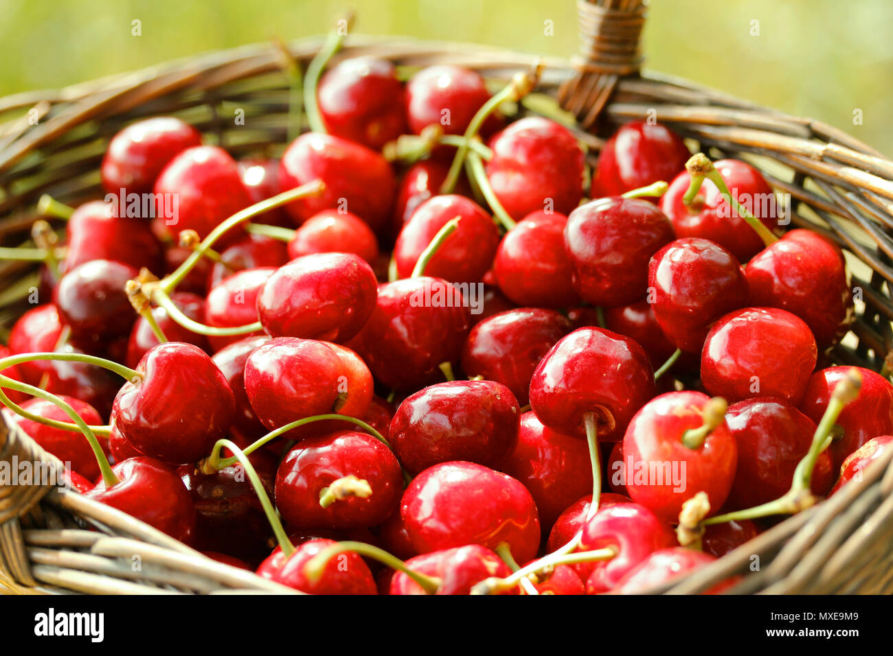 La cueillette des cerises. Banque D'Images