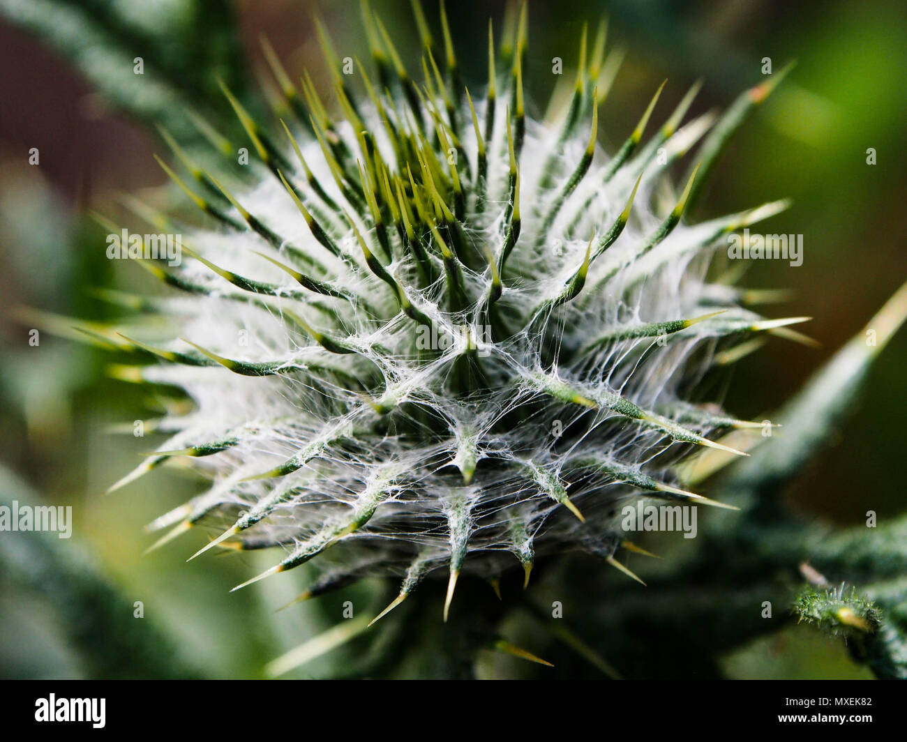 Spear Cirsium vulgare) à la fin du printemps Banque D'Images