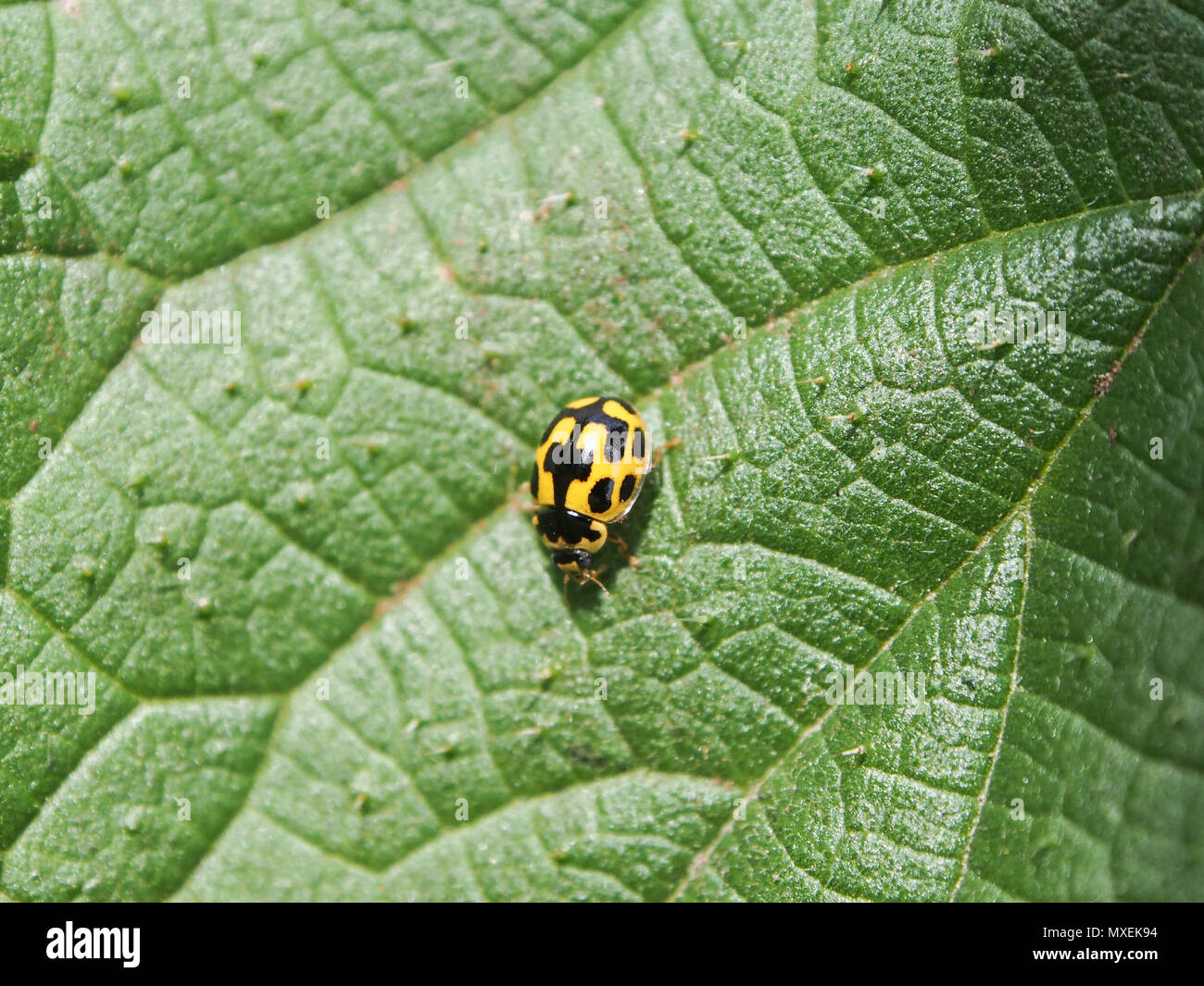 Propylea quatuordecimpunctata spot ladybird, 14 Banque D'Images