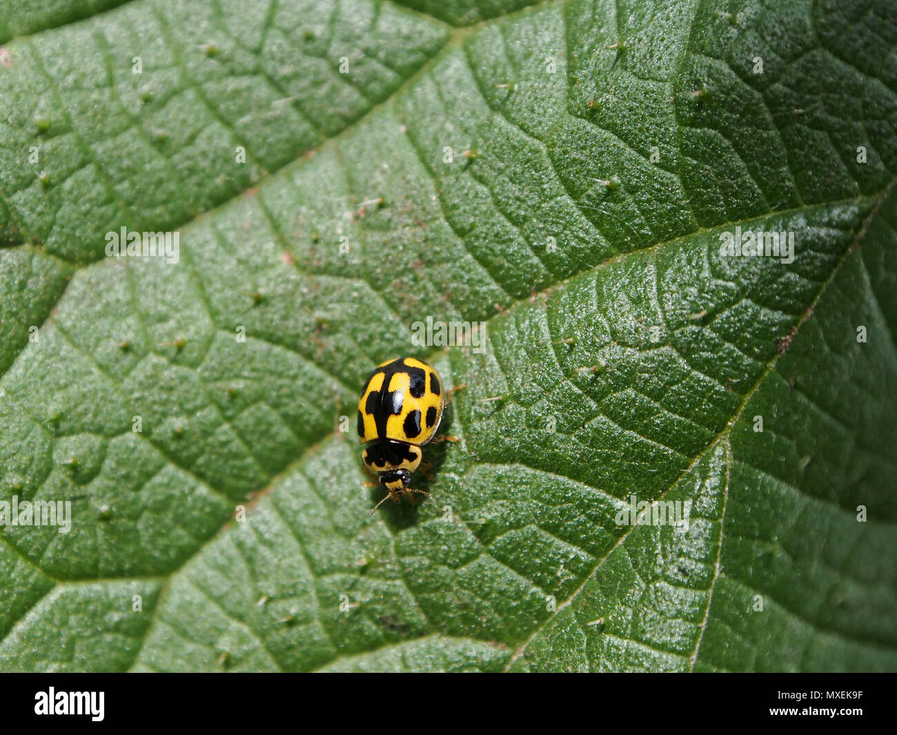 Propylea quatuordecimpunctata spot ladybird, 14 Banque D'Images