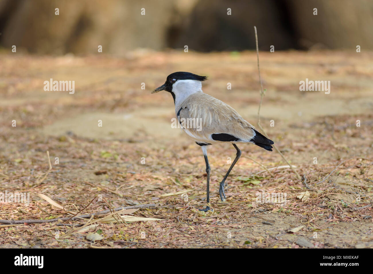 Oiseau de taille moyenne, rivière sociable Vanellus duvaucelii, l'alimentation, sur le sol, copy space Banque D'Images