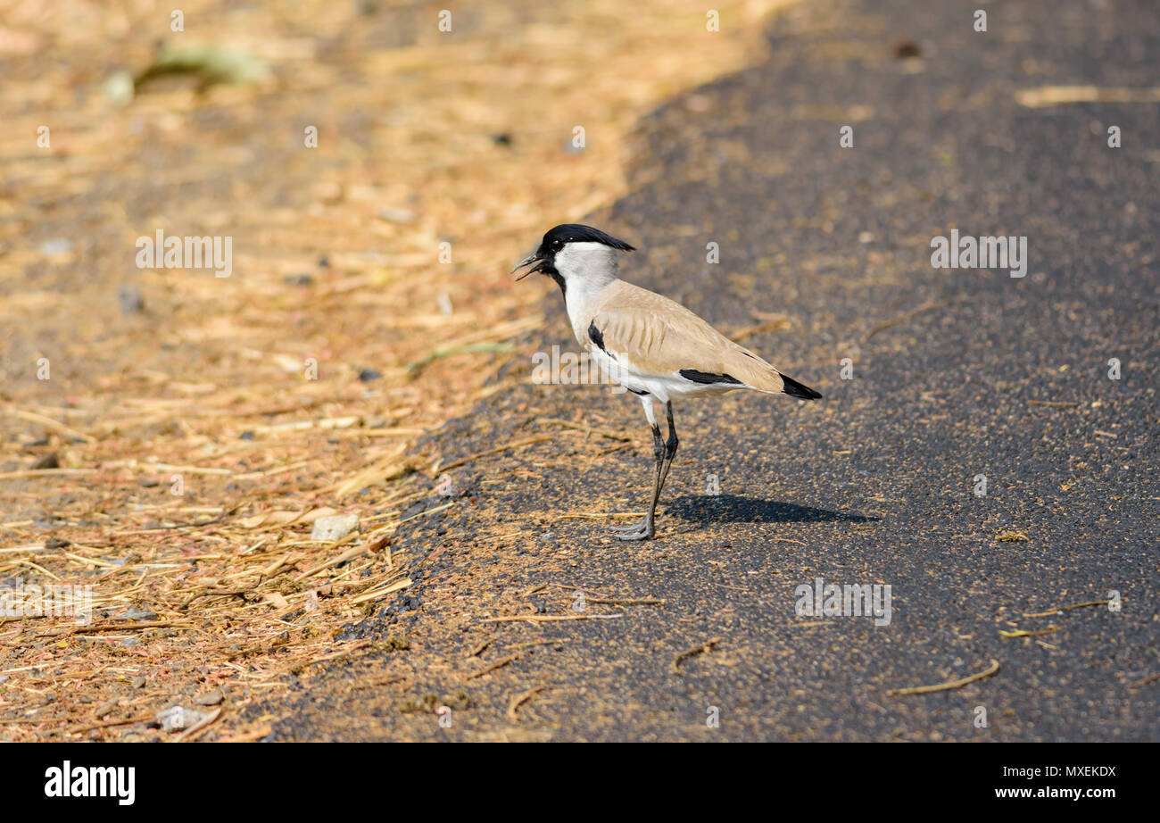 Oiseau de taille moyenne, rivière sociable Vanellus duvaucelii, l'alimentation, sur le sol, copy space Banque D'Images