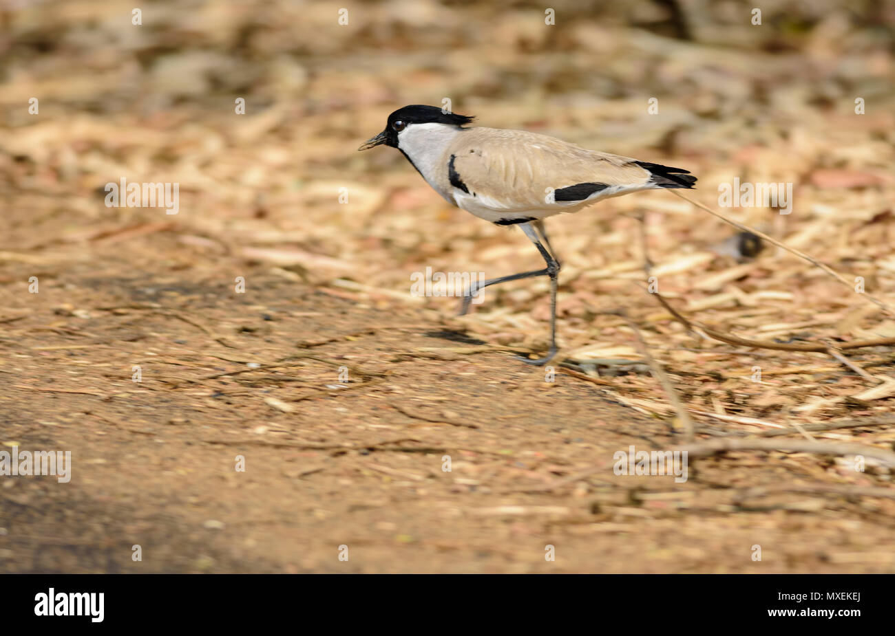 Oiseau de taille moyenne, rivière sociable Vanellus duvaucelii, l'alimentation, sur le sol, copy space Banque D'Images