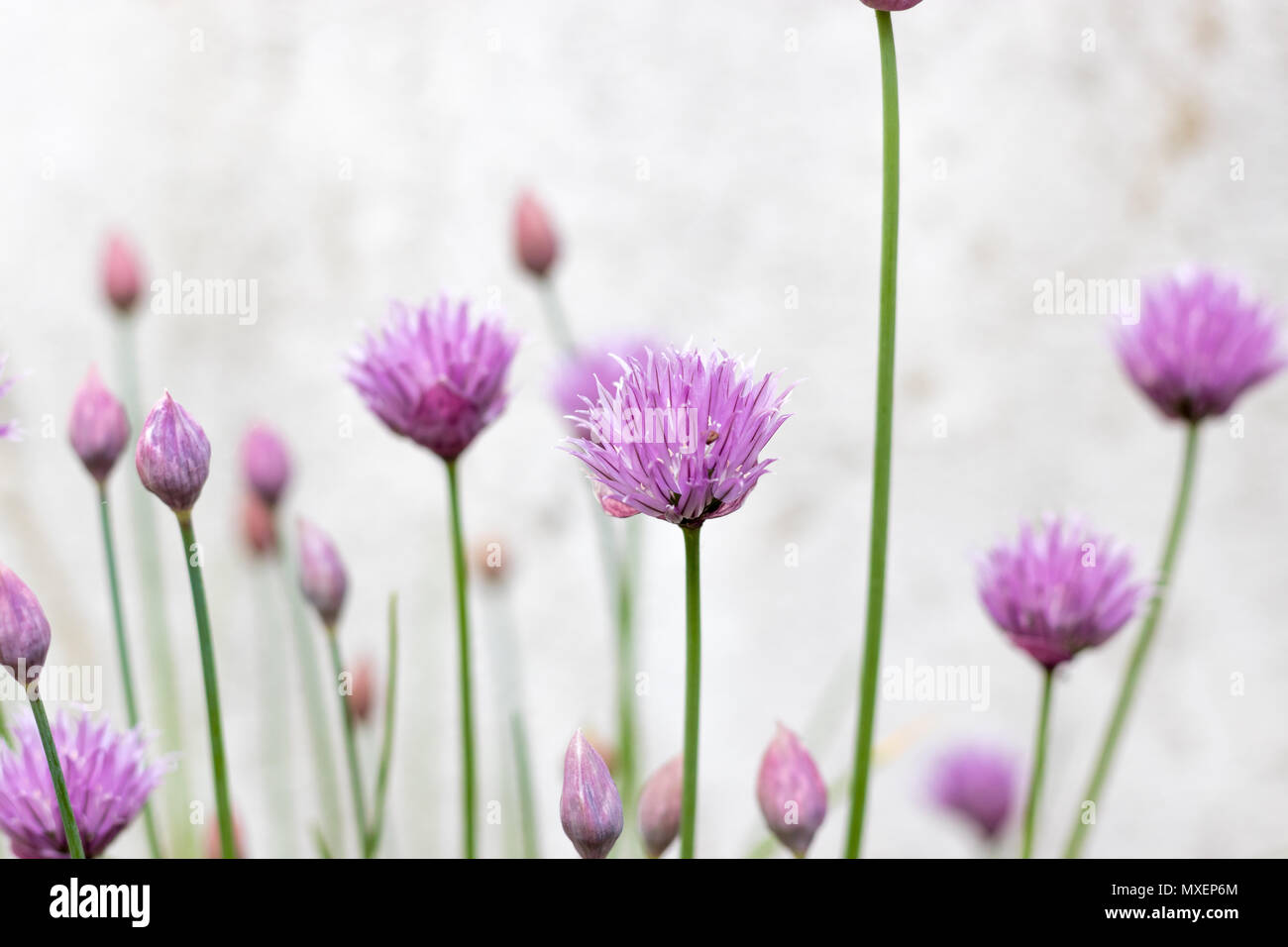 La ciboulette (Allium schoenoprasum) floraison dans le jardin. Ces belles fleurs pourpres attirent les abeilles au printemps. Banque D'Images