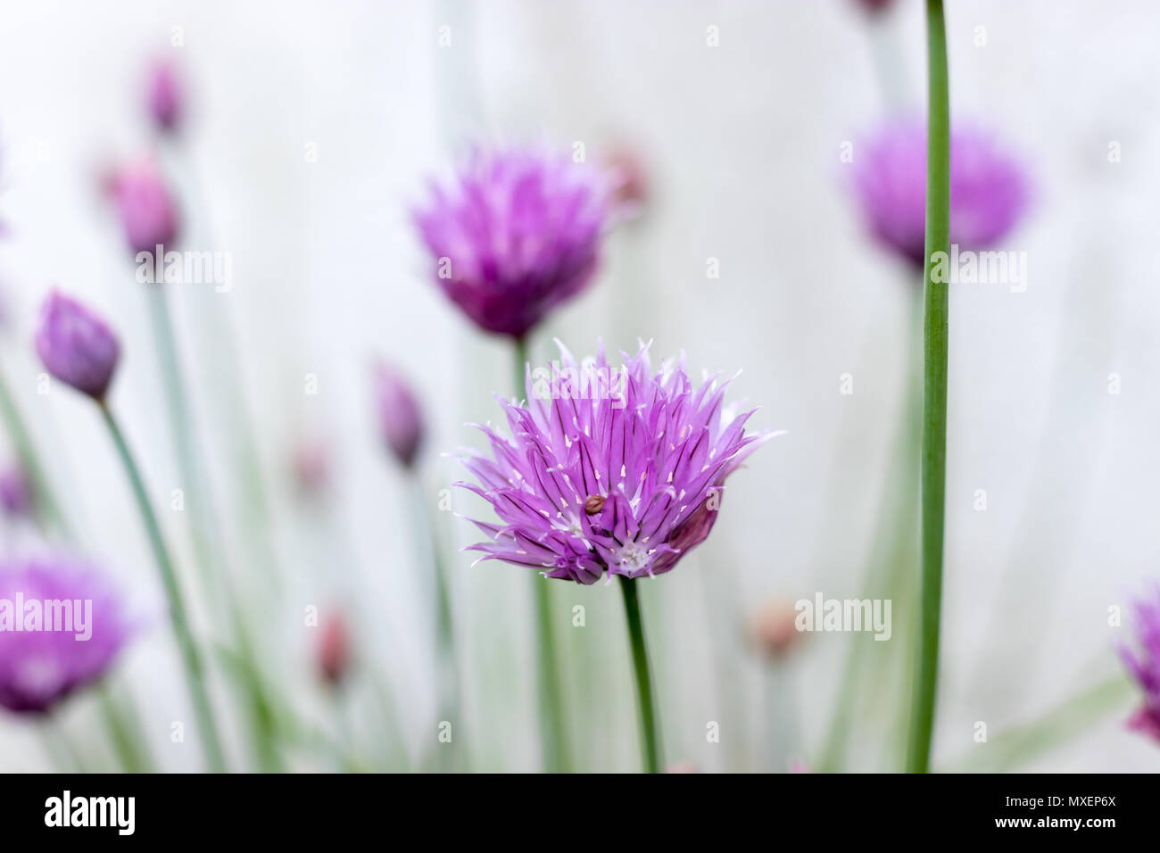 La ciboulette (Allium schoenoprasum) floraison dans le jardin. Ces belles fleurs pourpres attirent les abeilles au printemps. Banque D'Images