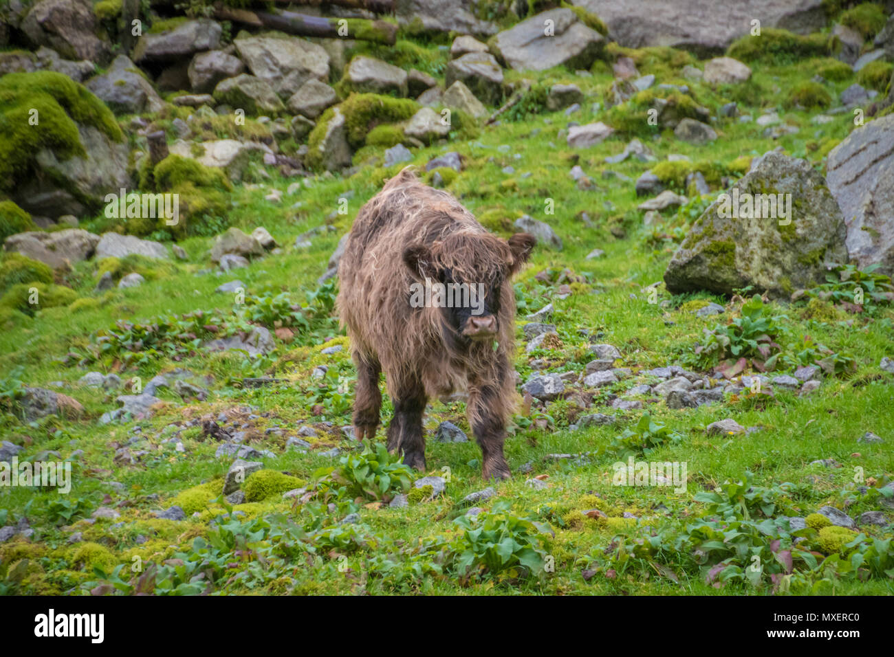 L'adolescent veau highland écossais de Bull sur le boeuf gras Banque D'Images
