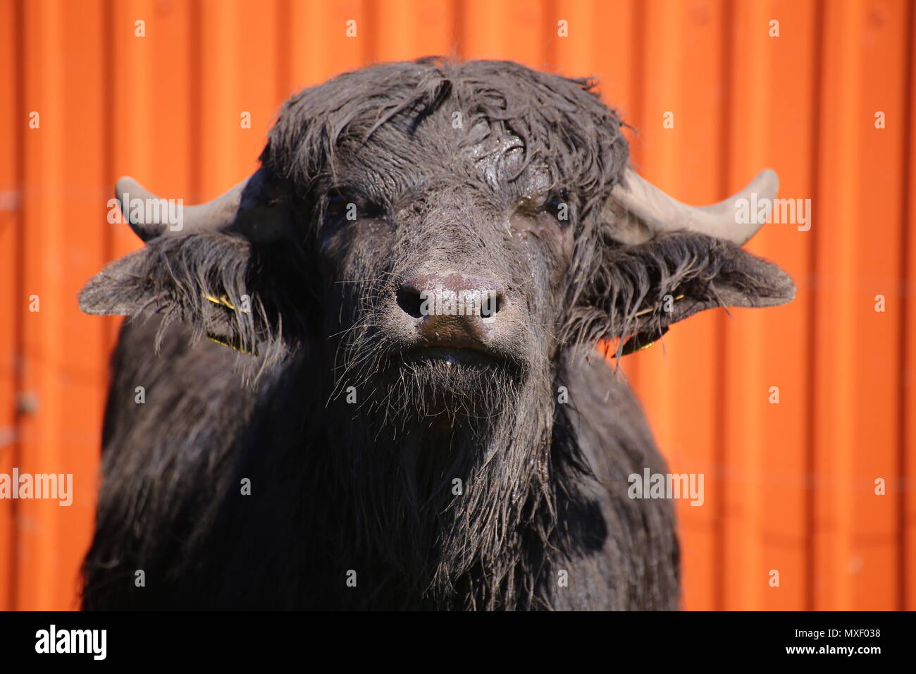 Buffle d'Asie (Bubalus bubalis) de l'avant. Banque D'Images