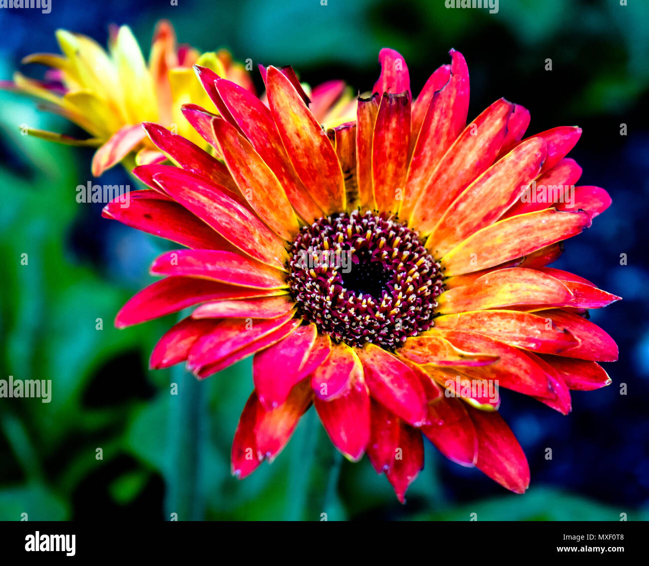 Cette fleur a les belles couleurs d'un été chaud coucher du soleil Banque D'Images