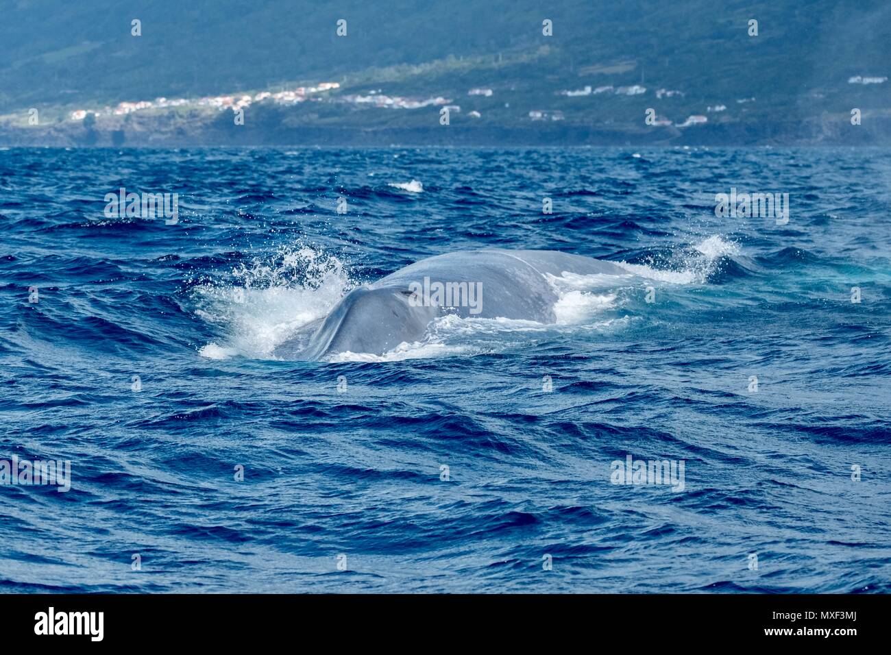 Les baleines bleues dans les Açores Banque D'Images