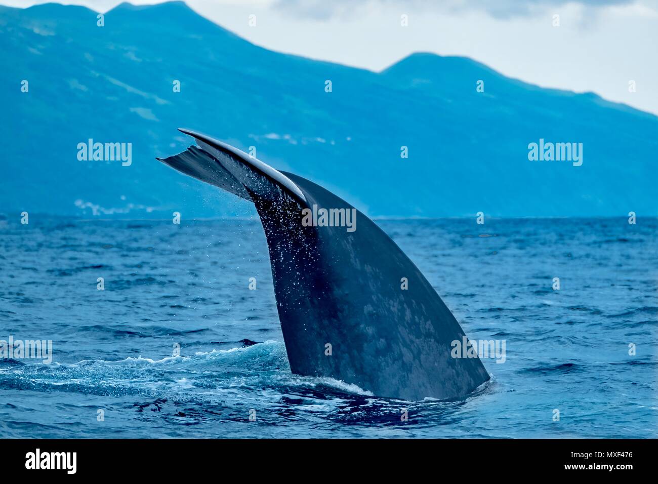 Les baleines bleues dans les Açores Banque D'Images