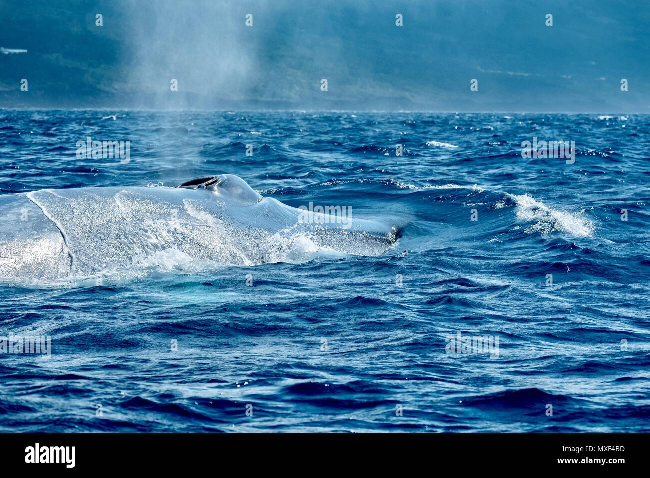 Les baleines bleues dans les Açores Banque D'Images