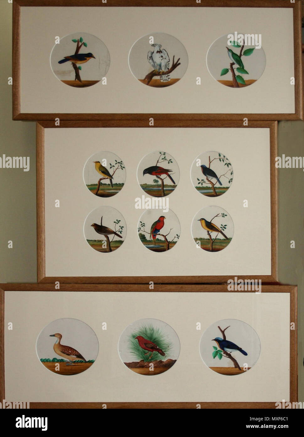 . Serpents indien (4) et les oiseaux (12). L'école anglo à Trichinopoly, 19e siècle. Aquarelle opaque sur le mica. 9,5 cm x 12cm Les serpents ; les oiseaux (6) 15cm diam ; (6) 13 x 11cm . 19e siècle. Inconnu 615 oiseaux Trichinopoly&amp;oiseaux serpents csk11012750w Banque D'Images