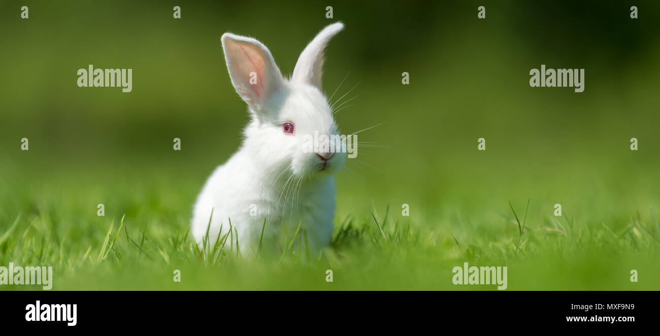 Petit lapin blanc sur l'herbe verte en été 24 Banque D'Images