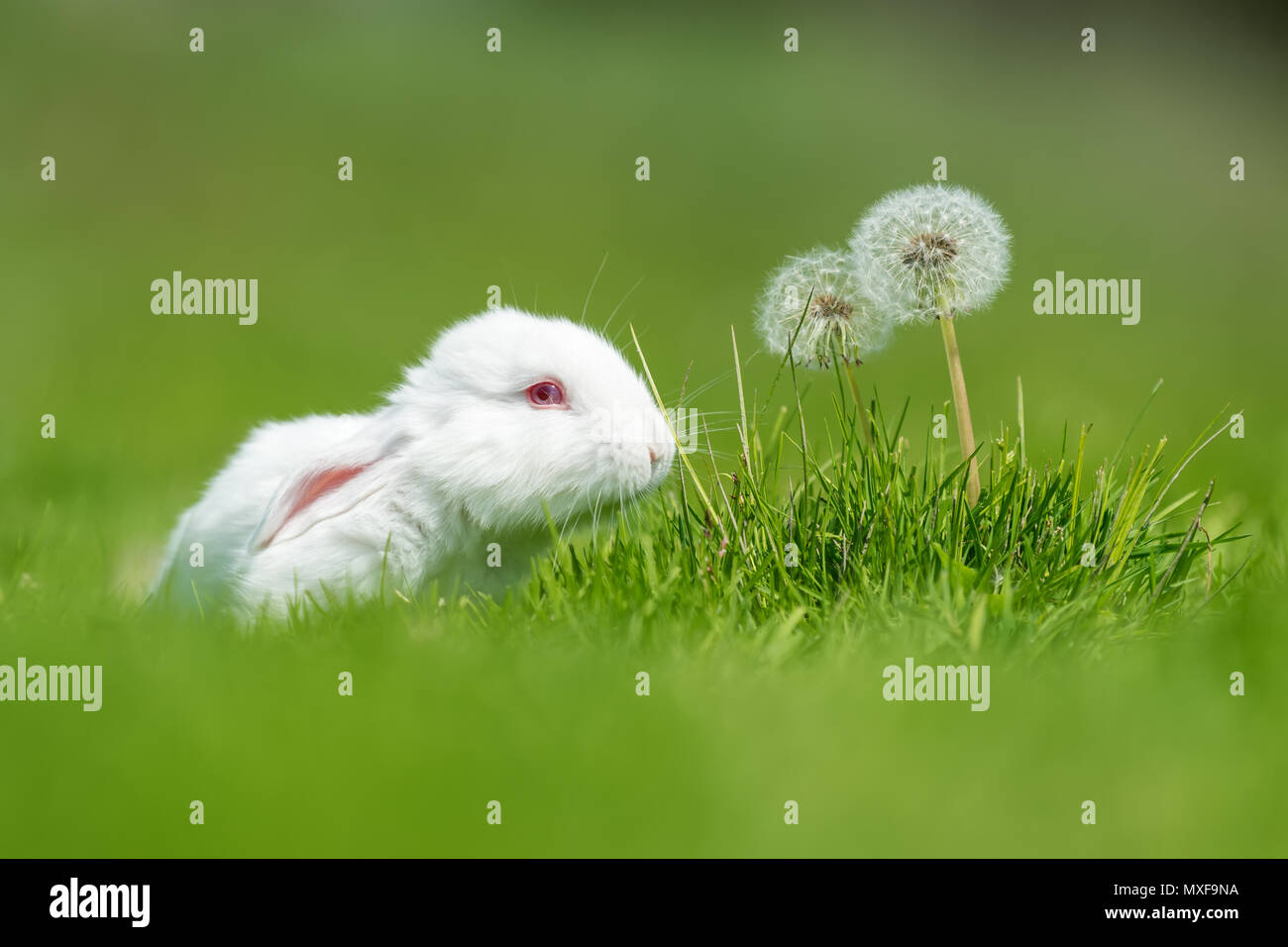 Petit lapin blanc sur l'herbe verte en été 24 Banque D'Images