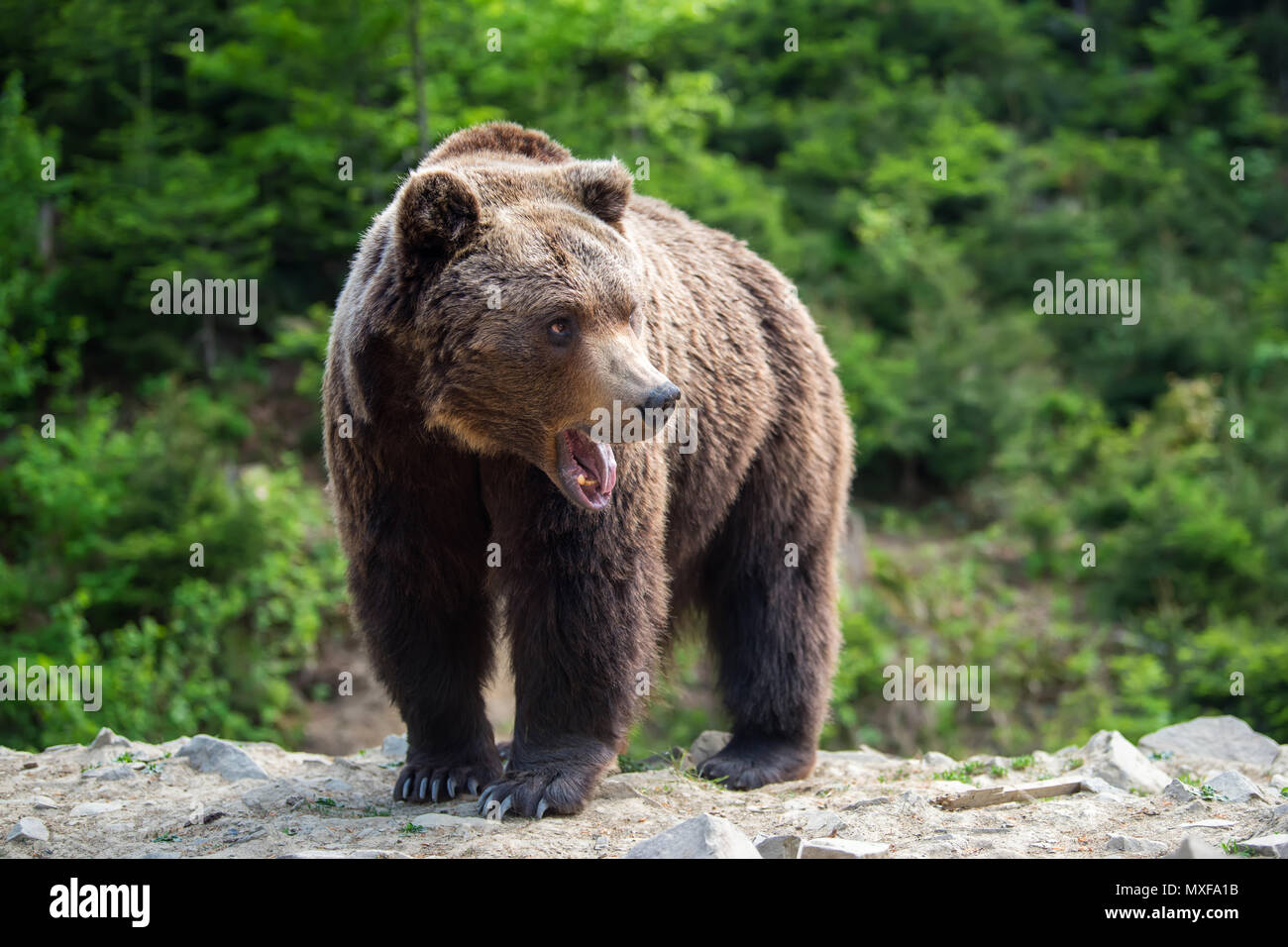 Ours brun européen dans une forêt. Animal sauvage dans la nature habitat Banque D'Images