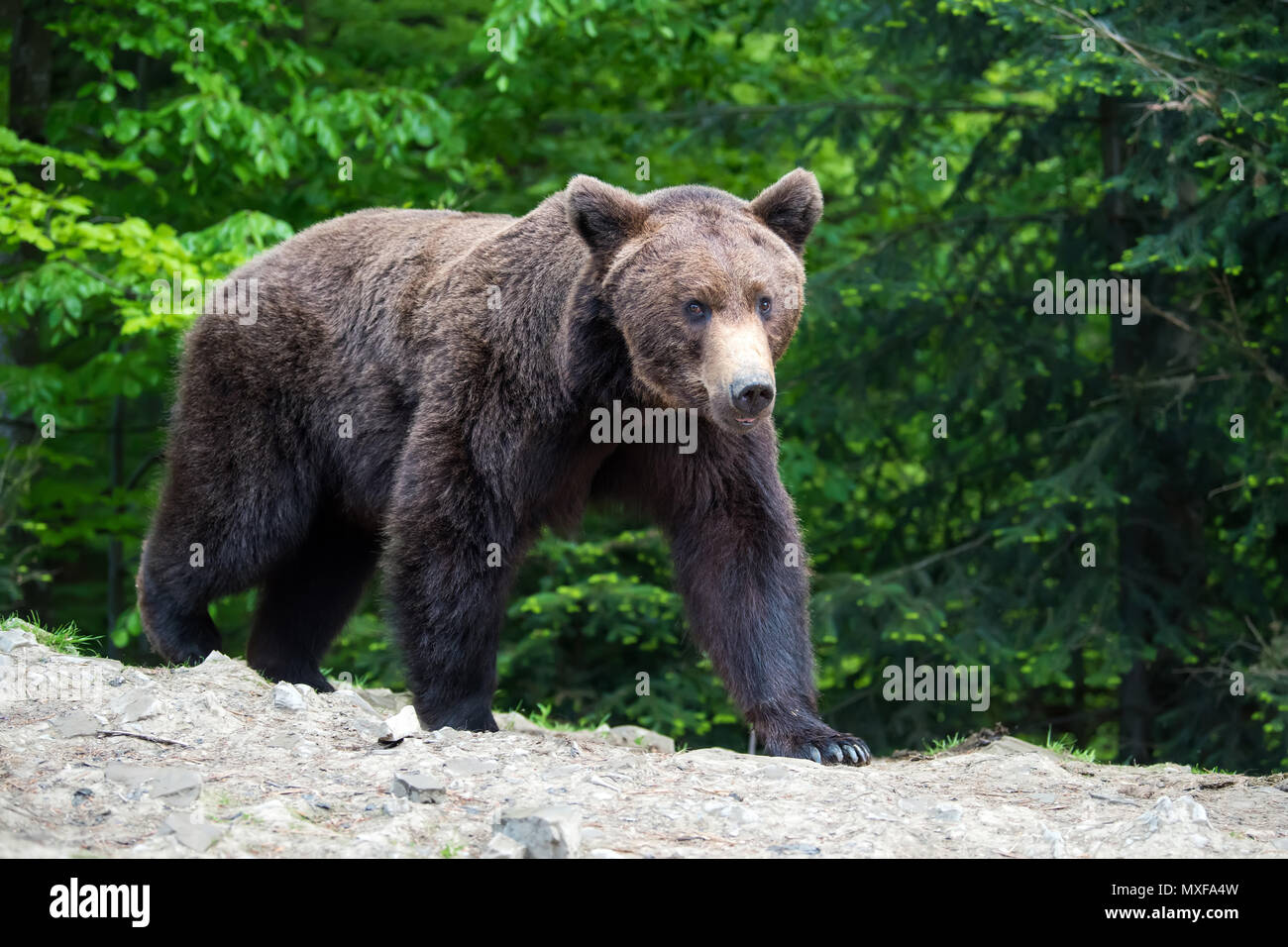 Ours brun européen dans une forêt. Animal sauvage dans la nature habitat Banque D'Images