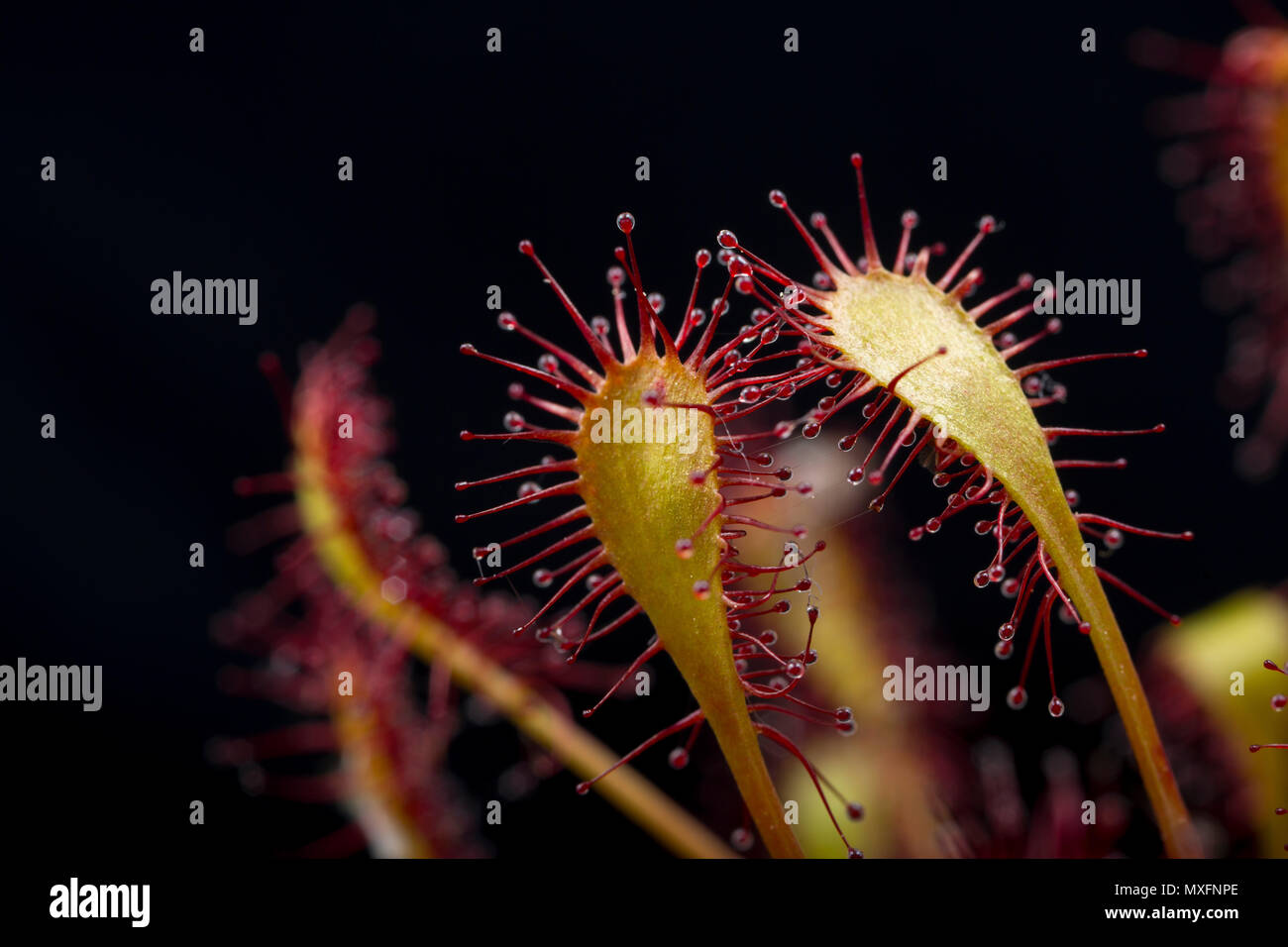 Feuilles et tiges de tentacules collantes, ou, d'une forme oblongue-leaved Sundew, Drosera intermedia. La plante sécrète mucilage collant de glandes sur les extrémités de Banque D'Images