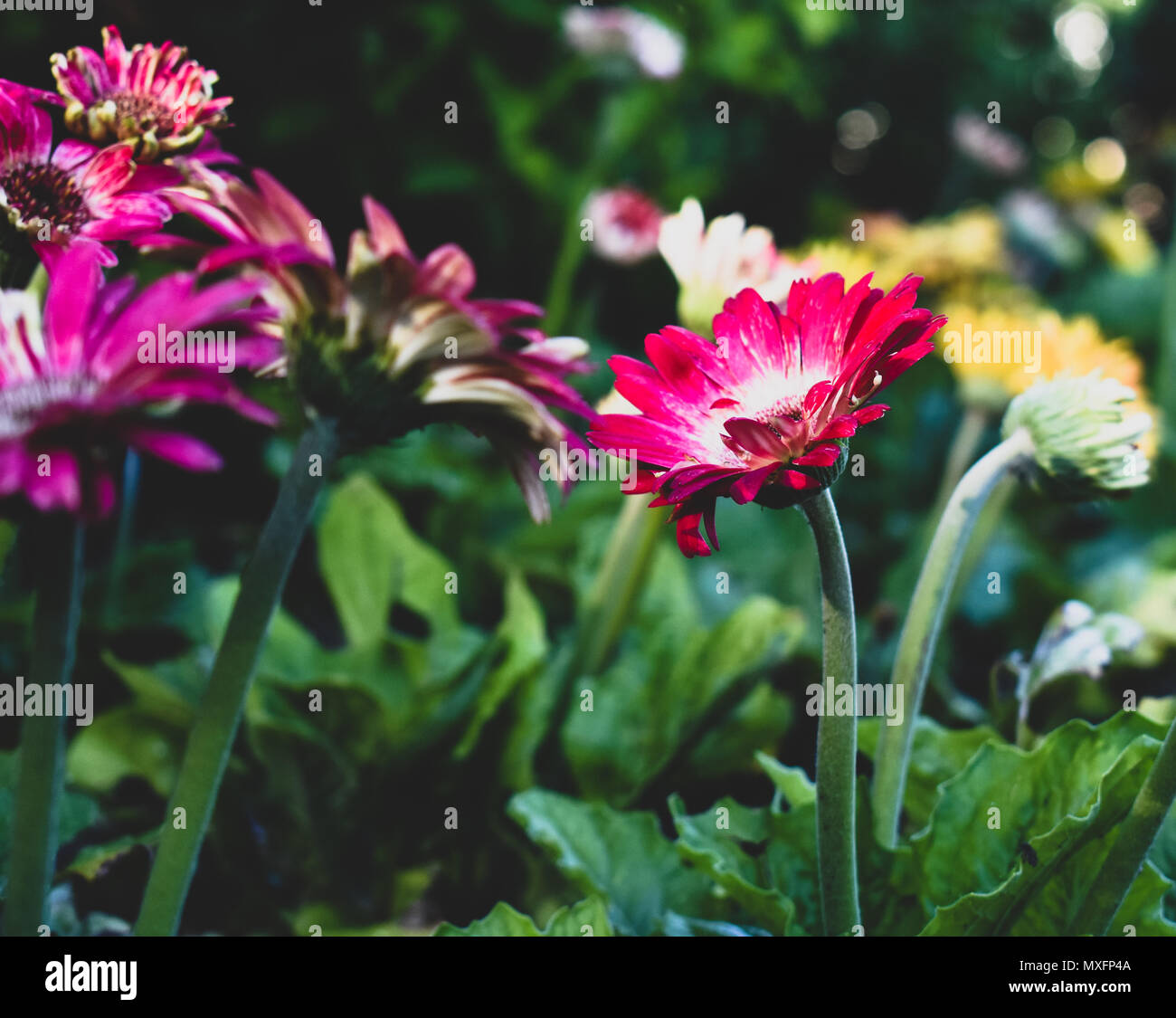 Jardin de fleurs de diverses couleurs dans le soleil du soir Banque D'Images