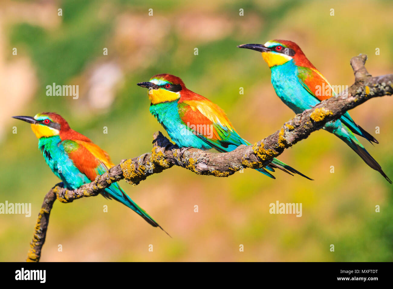 Petits Oiseaux Exotiques Sasseoir Sur Les Branches Des