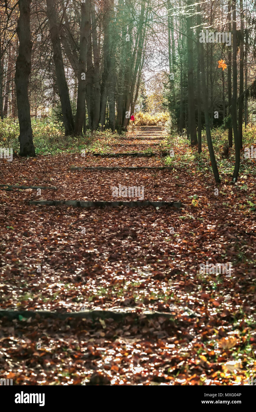 L'automne dans l'ancien parc, les feuilles tombées sur les marches de l'escalier détruit Banque D'Images