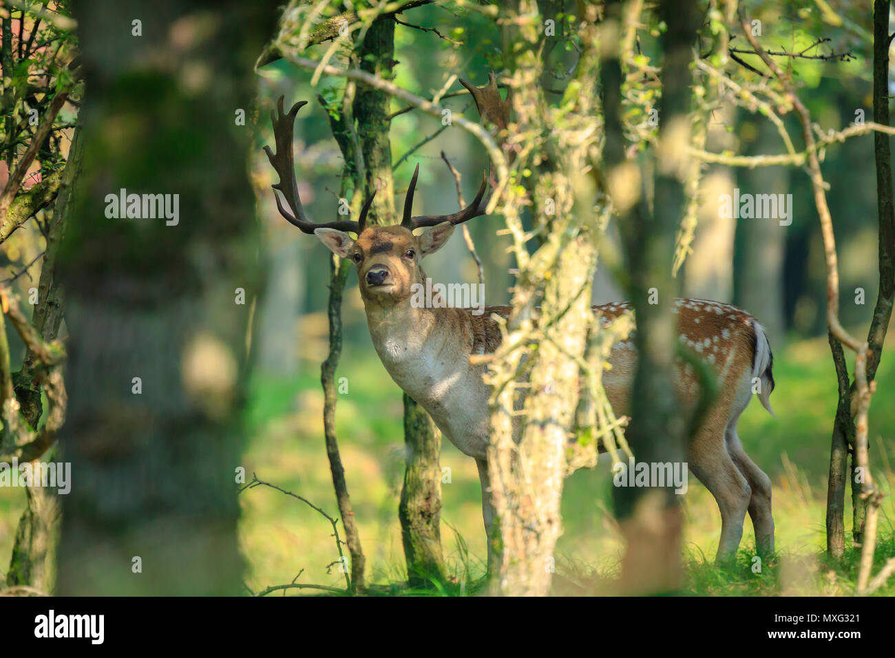 Close up portrait of a male fallow deer stag, Dama Dama, montrant le comportement d'ornières cachées dans une profonde forêt vert foncé pendant la saison d'automne. Banque D'Images