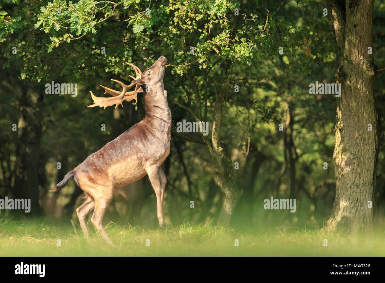 Fier daims mâles stag, Dama Dama, avec de grands bois debout sur ses pattes pour atteindre les feuilles dans une forêt vert foncé pendant la saison d'automne. Banque D'Images