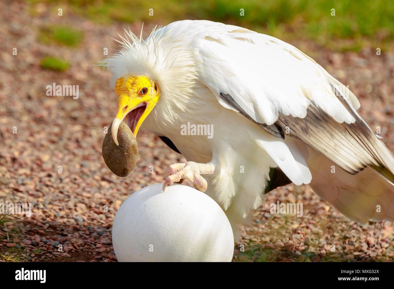 Percnoptère (Neophron percnopterus) oiseau de proie, aussi appelé le vautour charognard blanc ou de poulet du pharaon, casser un oeuf à l'aide de la big white s Banque D'Images