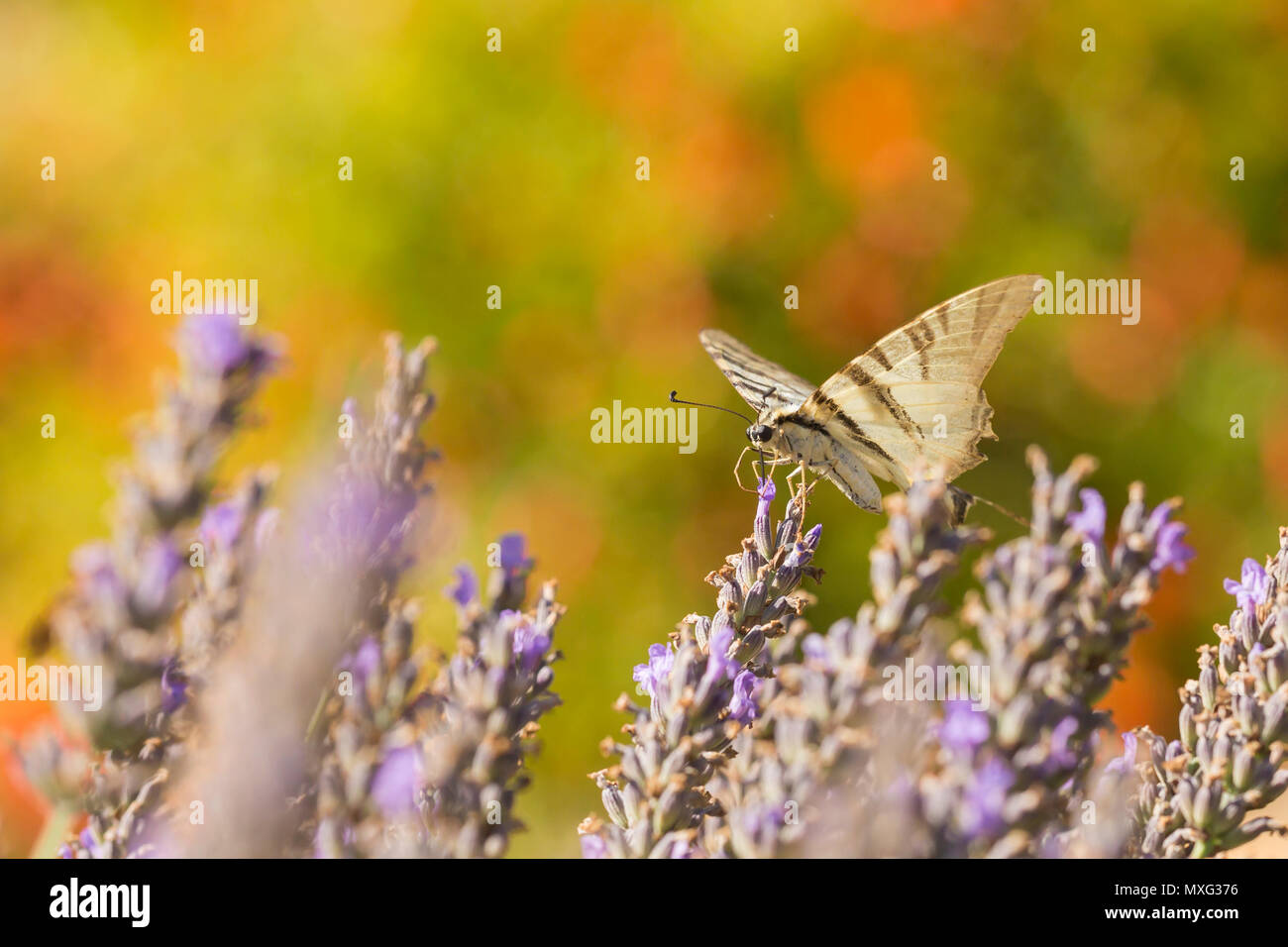 Les rares swallowtail butterfly (Iphiclides podalirius) volant fleur en fleur tandis que la pollinisation et d'alimentation sur le nectar de lavande pourpre. Banque D'Images