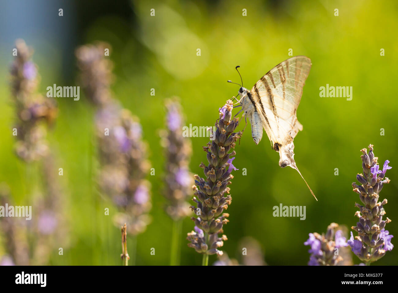 Les rares swallowtail butterfly (Iphiclides podalirius) volant fleur en fleur tandis que la pollinisation et d'alimentation sur le nectar de lavande pourpre. Banque D'Images