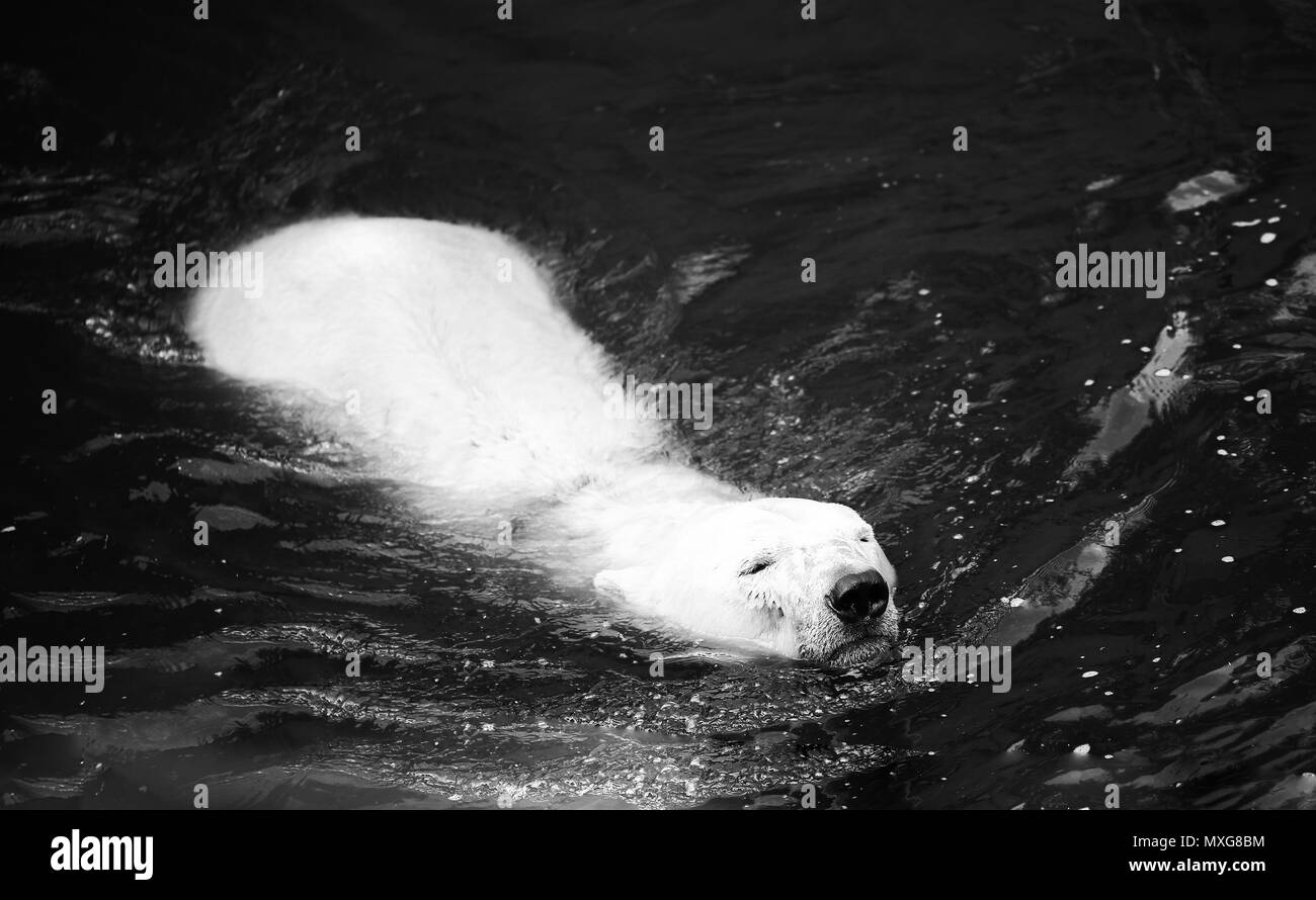 L'ours blanc dans l'eau nage la photo en gros Banque D'Images