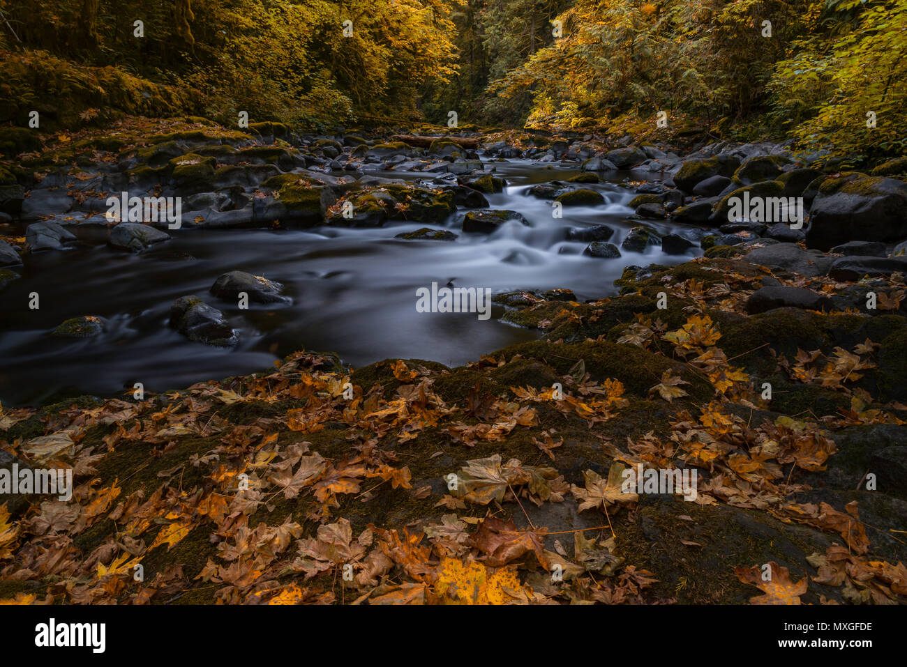 Les eaux de Forest creek s'écoulent à travers le feuillage d'automne de la forêt féerique Banque D'Images
