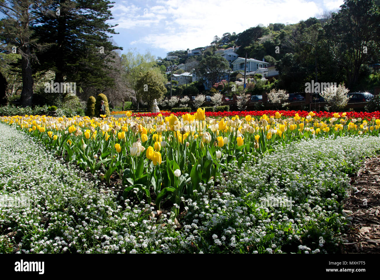 Fleurs dans les jardins botaniques de Wellington, Nouvelle-Zélande Banque D'Images