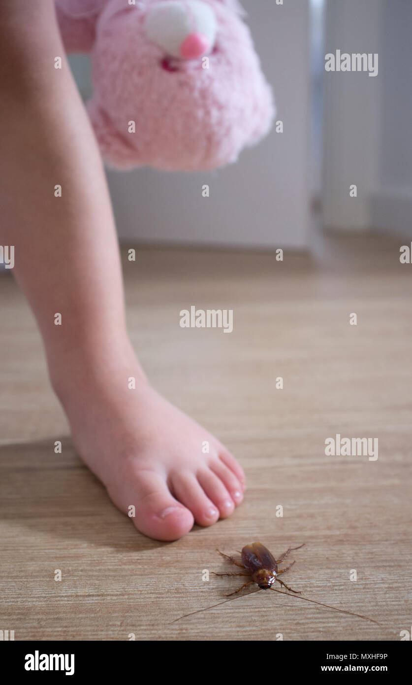 Barafooted Petit Bebe Pres De Cafard Sur Plancher De La Chambre Contre Les Ravageurs A La Maison Avec Les Enfants Concept Photo Stock Alamy Barafooted Petit Bebe Pres De Cafard Sur Plancher De La Chambre Contre Les Ravageurs A La Maison Avec Les Enfants Concept Photo Stock Alamy