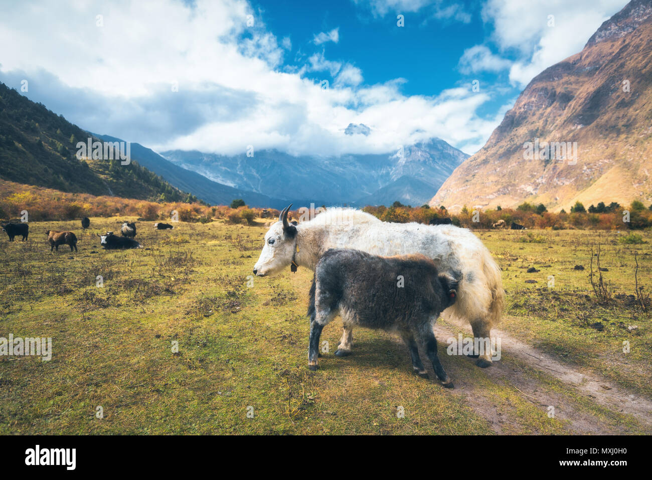 Belle white Yak sauvage et amazing baby yak au pâturage sur le terrain contre les montagnes de l'Himalaya et ciel bleu avec des nuages bas au Népal en été, à l'al. Banque D'Images