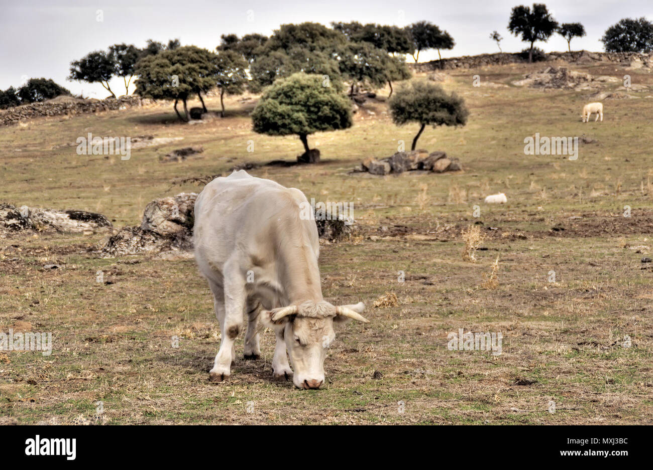 Ganado vacuno en la Sierra de Madrid. España Banque D'Images