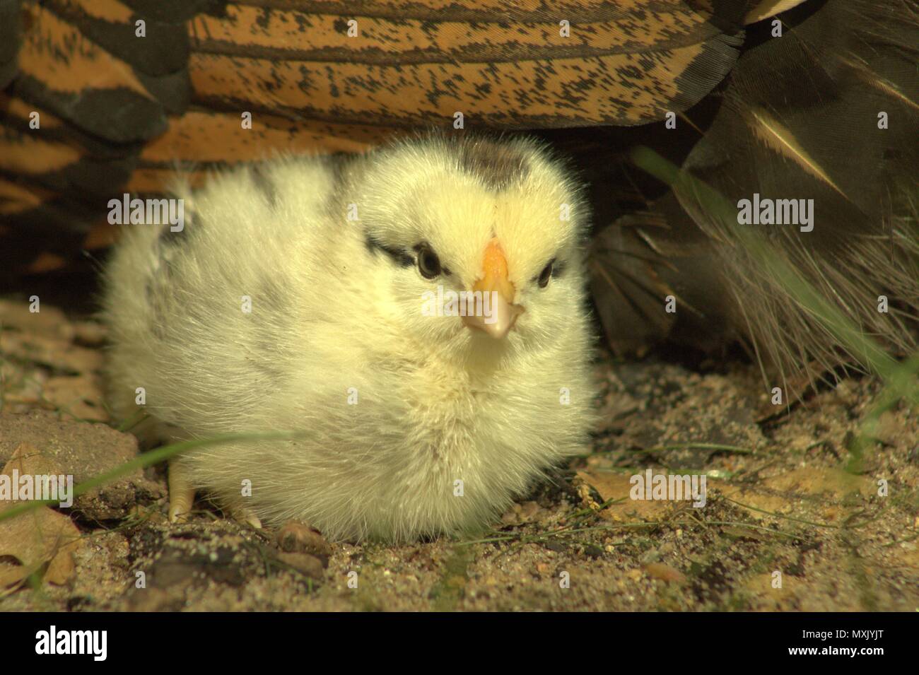 Jeune Poussin portant près de maman poule, lors d'une journée ensoleillée Banque D'Images