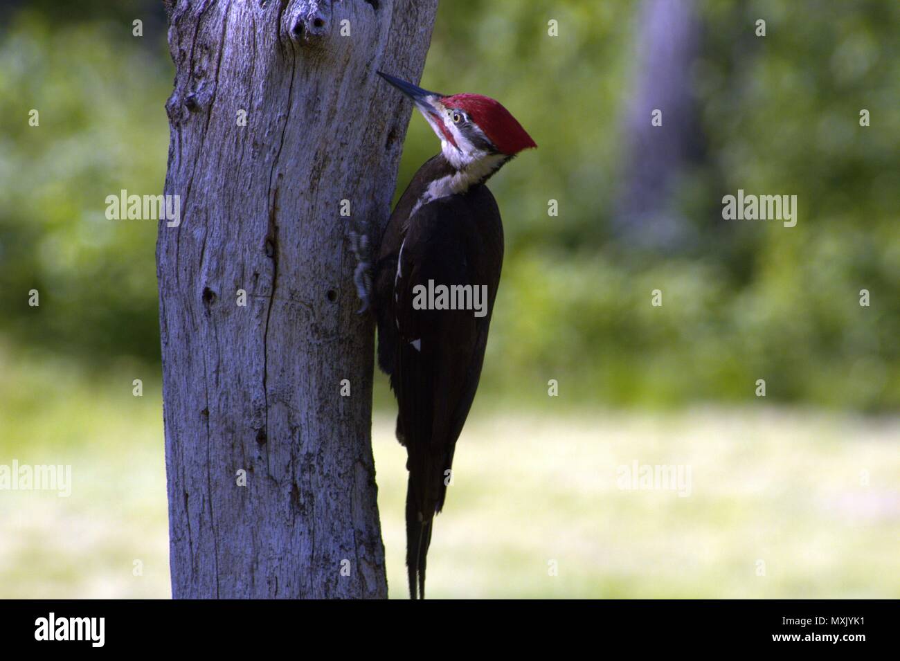 Piliated Woodpecker cherche les bugs sur un arbre mort Banque D'Images