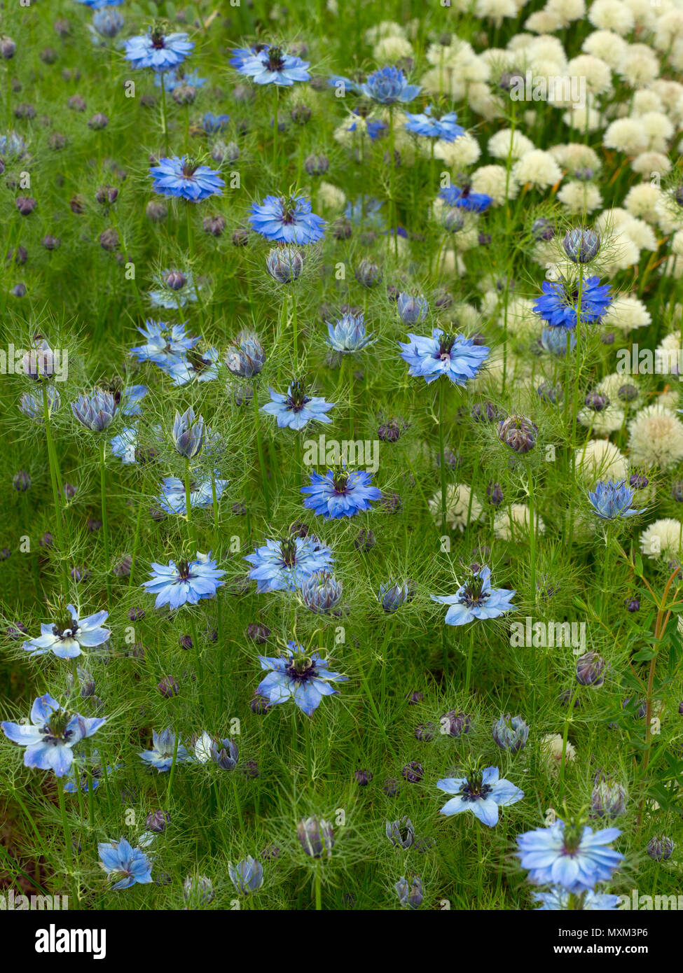 Love-dans-un-mist Nigella damascena Banque D'Images