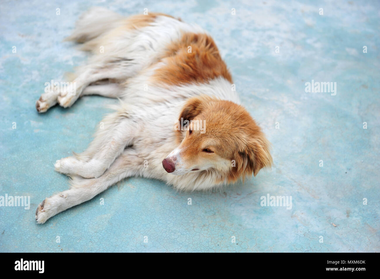 Sleeping Dog en Albanie. Race mixte. Crabots gisant au bord de la chaussée. Photo horizontale avec copie espace vers la droite. Belle et sympathique pupp Banque D'Images
