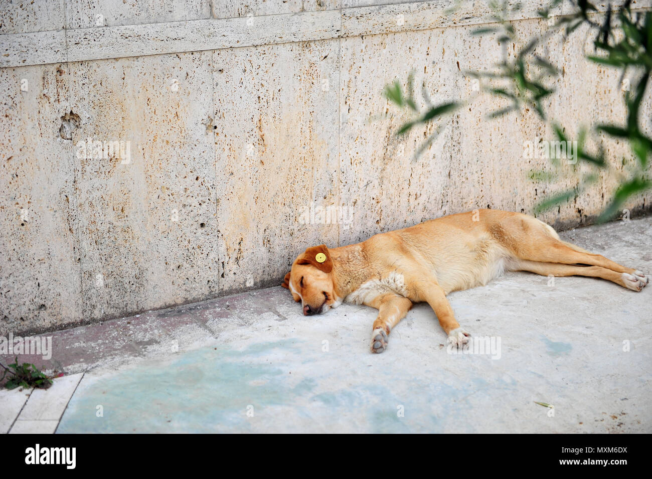 Sleeping Dog en Albanie. Race mélangée avec de grands ID tag en plastique dans l'oreille. Crabots gisant au bord de la chaussée. Photo horizontale à l'exemplaire de l'espace. Banque D'Images